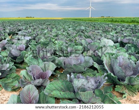 Farmland with red cabbage.  The red cabbage heads grow in long rows to the horizon.  Schleswig Holstein, Germany.  A wind turbine can be seen in the background.