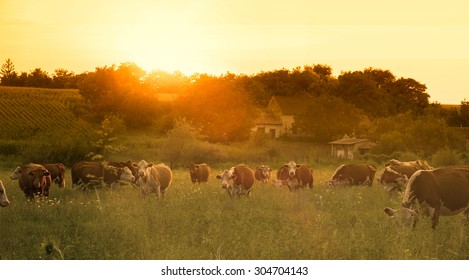 Farmland summer scene in sunset