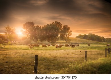 Farmland summer scene in sunset