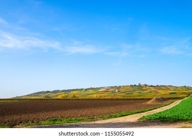 Farmland And A Vineyard In Rhenish Hesse/Germany In Autumn