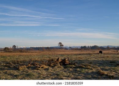 Farmland In A Winter Morning At Seafield Park In Christchurch