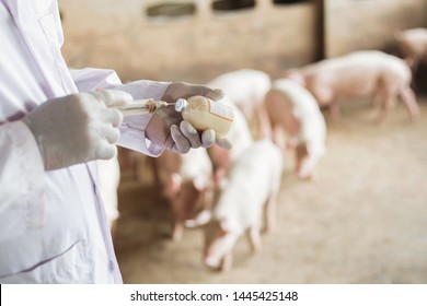 Farms Pig, Veterinary Asians working in pig farms. Vaccinated pigs.
