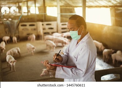 Farms Pig , Veterinary worker child health record brood of pigs in swine.