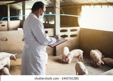 Farms Pig, Veterinary worker child health record brood of pigs in swine.