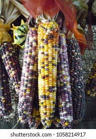 Farmstand Bundle Of Maize 