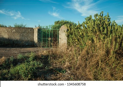 Farmstead Gate Made Of Iron On Sunset, With Flowering Cactus Next To The Fence Near Elvas. A Gracious Star-shaped Fortress City On The Easternmost Frontier Of Portugal.