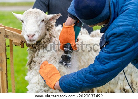 Farmworker cutting an animal. Farmer shearing the sheepskin.