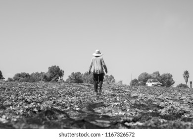 Farmworkers Working In The Vintage Montilla Cordoba Andalucia