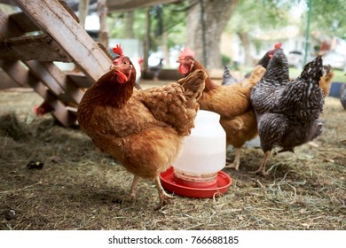 Farmyard Chickens And Cocks Foraging Around A Plastic Feeder In Clean Straw In An Enclosure