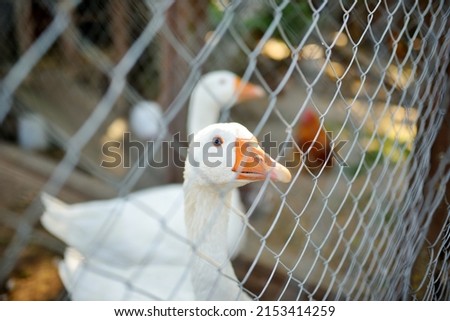 Farmyard geese behind a metal fence. Farm animals and birds. Agriculture.