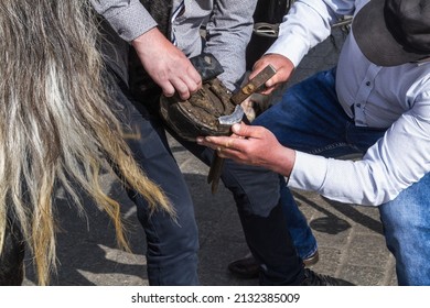 Farrier or blacksmith shoeing a horse. Putting horseshoes on a hoof.