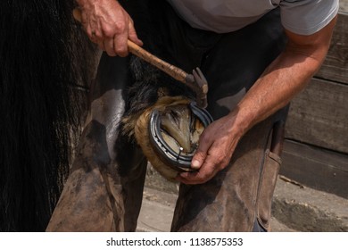 farrier blacksmith shooing horse