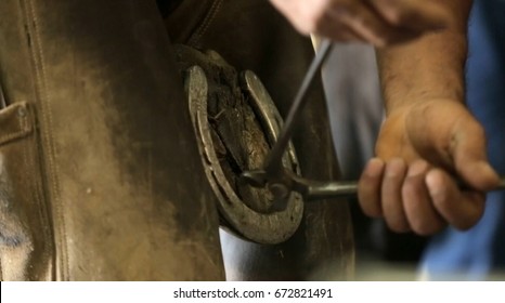 the Farrier changing a horseshoe, horse
 - Powered by Shutterstock