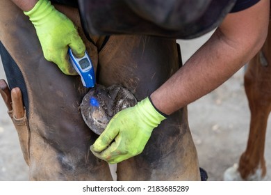 Farrier Is Checking Hoof Temperature With Infrared Thermometer With Blue Light Of A Horse To Find Out Where The Problem (pain - Abscess ) Is, Animal Medical Care Concept