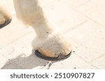 Farrier fits the horseshoe on the horse