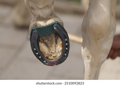 Farrier fits the horseshoe on the horse's hoof. Equestrian life outdoors at animal farm. Blacksmith on the ranch putting horse shoes on a horse - Powered by Shutterstock