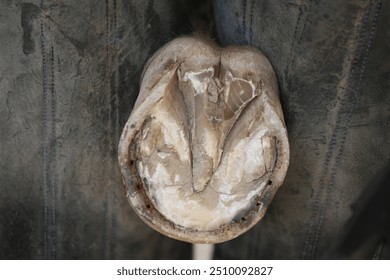 Farrier fits the horseshoe on the horse's hoof. Equestrian life outdoors at animal farm. Blacksmith on the ranch putting horse shoes on a horse - Powered by Shutterstock