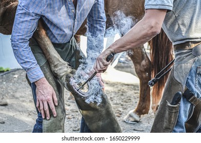 Farrier fits hot horseshoe onto a horse hoof. Smoke blowing from hot horseshoe on hoof. Farrier changing a horseshoe. Blacksmith working with a horse.