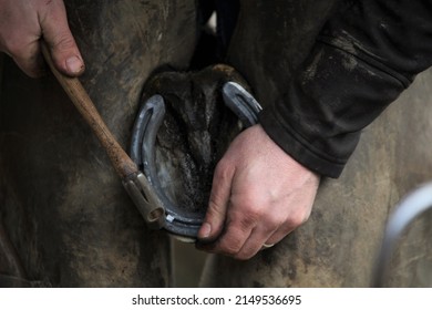 Farrier hammering clenches into horseshoe. UK