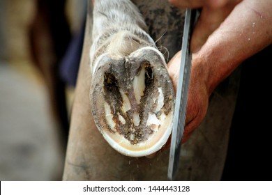 farrier, hoof-worker, blacksmith grating a horse's hoof. blacksmith at work - Powered by Shutterstock