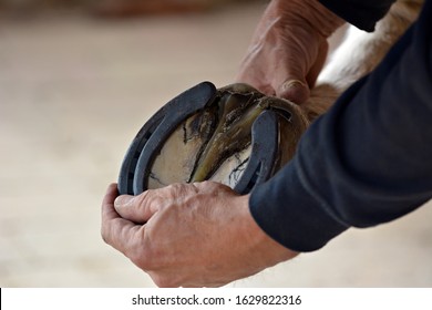 Farrier, metal horseshoe for horses