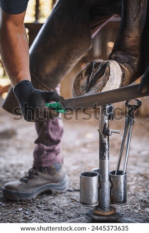 The farrier prepares the hoof for shoeing in the barn. He rasps off the excess hoof wall, and shapes the hoof with a rasp.