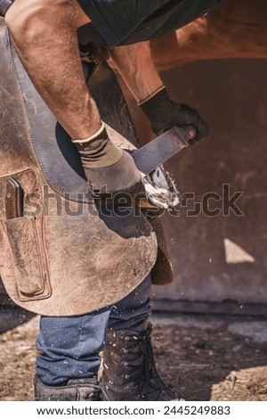 The farrier prepares the hoof for shoeing. He rasps off the excess hoof wall, and shapes the hoof with a rasp. Side view.