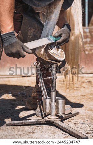 The farrier prepares the hoof for shoeing. He rasps off the excess hoof wall, and shapes the hoof with a rasp. Sunny day.
