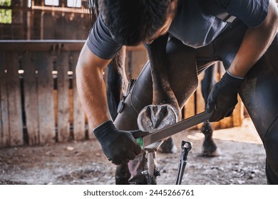 The farrier prepares the hoof for shoeing in the stable. He rasps off the excess hoof wall, and shapes the hoof with a rasp. - Powered by Shutterstock