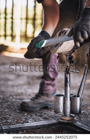 The farrier prepares the hoof for shoeing in the stable. He rasps off the excess hoof wall, and shapes the hoof with a rasp.