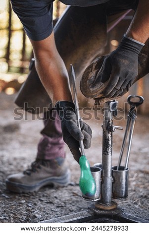 The farrier prepares the hoof for shoeing in the stable. He rasps off the excess hoof wall, and shapes the hoof with a rasp.