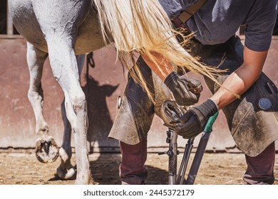 The farrier prepares the hoof for shoeing in a sunny day. The farrier trims and rasps off the excess hoof wall from the horse's hoof. White horse. - Powered by Shutterstock