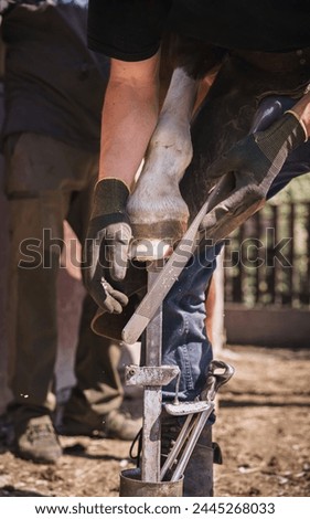 The farrier prepares the hoof for shoeing in a sunny day. He rasps off the excess hoof wall, and shapes the hoof with a rasp.