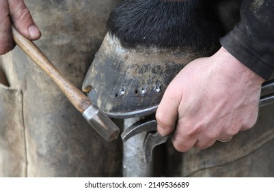 Farrier Putting New Shoes On A Horse. Hot Shoeing Equestrian UK.