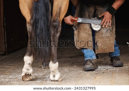 Farrier rasping and filing down a horse hoof before fitting and nailing new horseshoe. Blacksmith working in stable