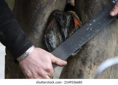 Farrier rasping horses hoof in preparation for putting on the horse shoe. Equestrian UK  