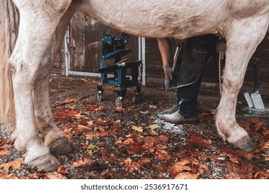 Farrier Shoeing a Horse in a Stable - Powered by Shutterstock