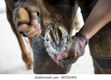farrier taking off old horseshoe from horse hoof