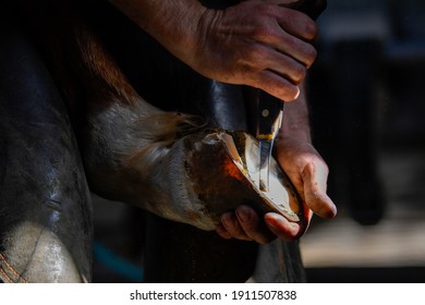 A farrier trimming a horse hoof.