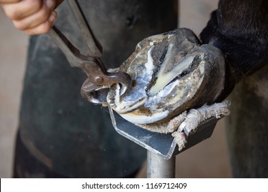 A farrier trimming a horse's rear hoof with nippers with shallow depth of field