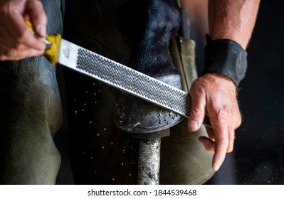 Farrier at work on the horses 