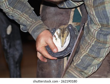 Farrier at work  of shoeing