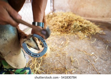 The farrier works on the hoof of a percheron draft horse.