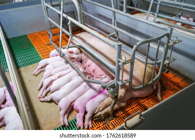 Farrowing Crates In Pig Farms. Swine Farming - Parent Swine Farm. Many Pigs Are Eating Pork Breast Milk. Fertile Sow Lying On Straw And Piglets Suckling In Barn.