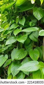 The Fart Leaf Scientific Name Paederia Foetida Is A Plant Species Originating From Tropical Asia That Has Been Naturalized To Mascarenes, Melanesia, Polynesia, And The Hawaiian Islands.