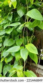 The Fart Leaf Scientific Name Paederia Foetida Is A Plant Species Originating From Tropical Asia That Has Been Naturalized To Mascarenes, Melanesia, Polynesia, And The Hawaiian Islands.