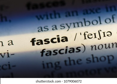 fascia word in a dictionary. fascia concept