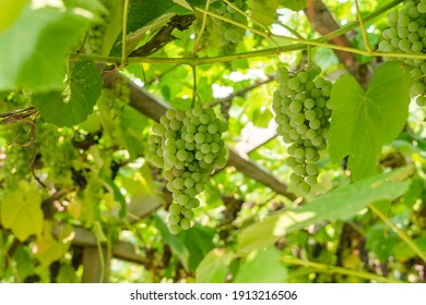 Fascicle Green Grape Growing Among The Leaves