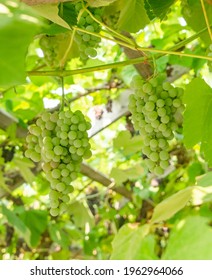 Fascicle Of Green Grape Growing Among The Leaves