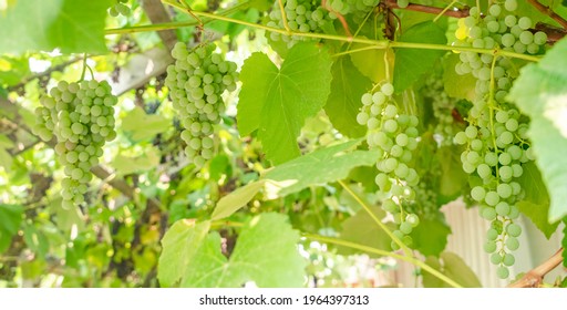 Fascicle Of Green Grape Growing Among The Leaves